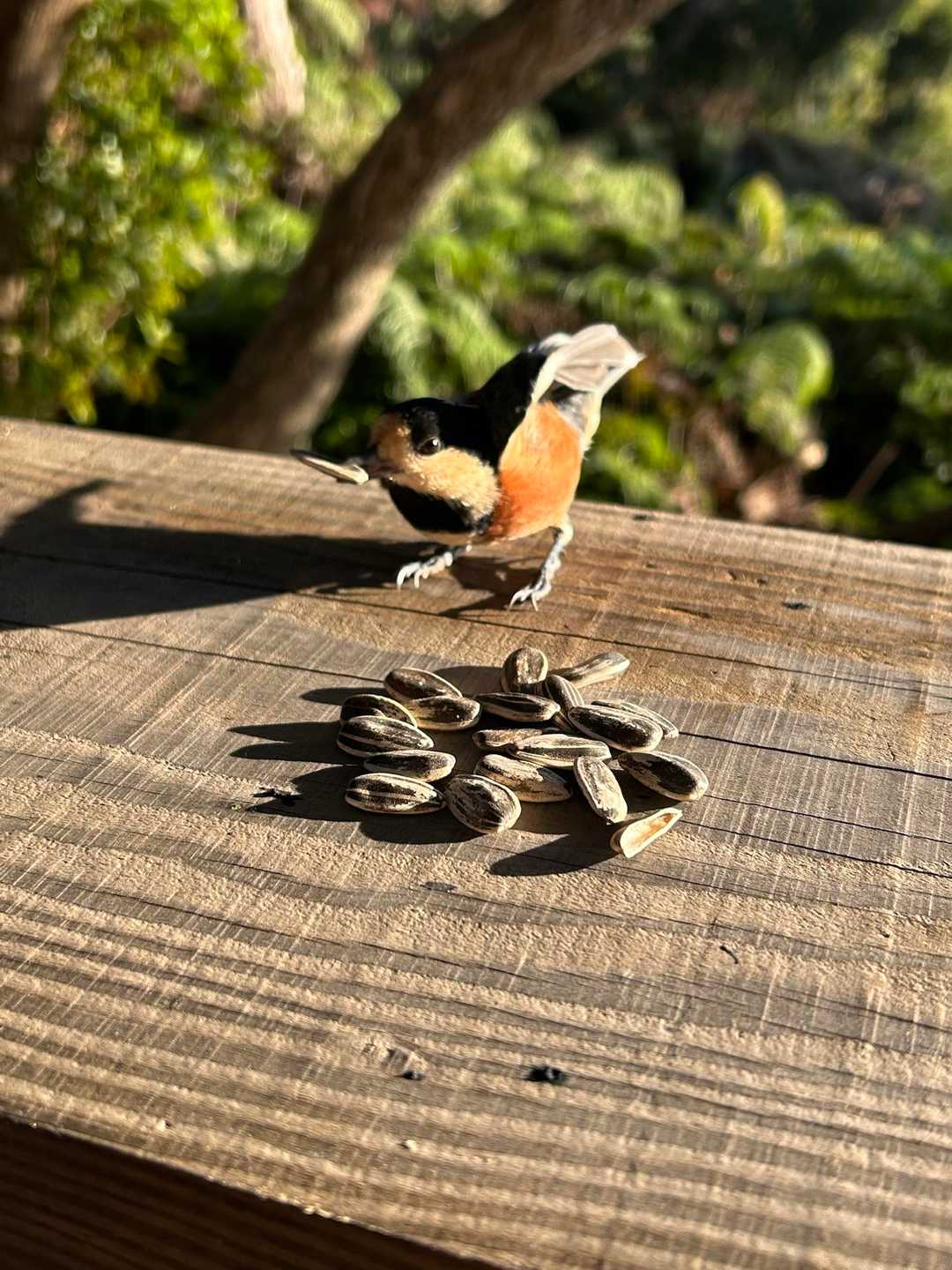 ヤマガラ🐥携帯を構えて待つこと10分。やっと集まり始める🐤