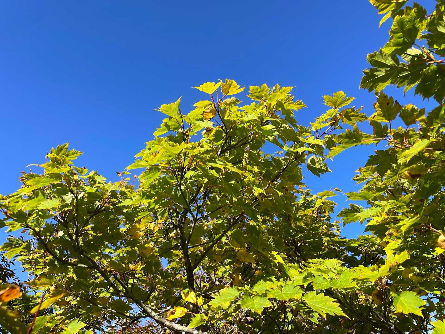 黄緑紅葉