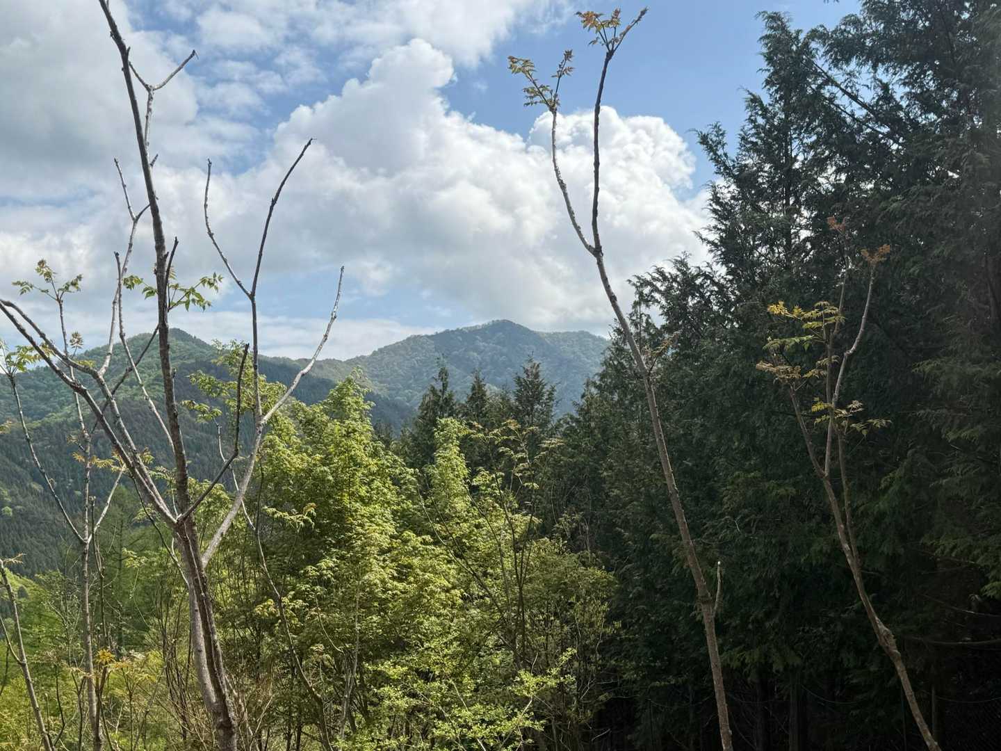 三頭山⛰️