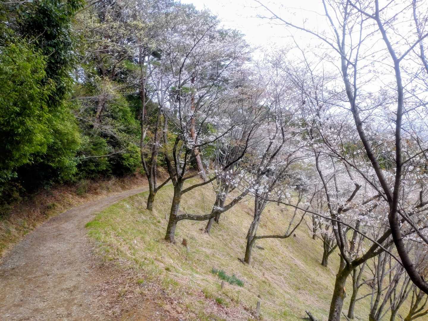 気持ち切り替えてお花見ハイク🚶
泥だらけで足引きずりながらのゴールは嬉し恥ずかしな感じでした😁