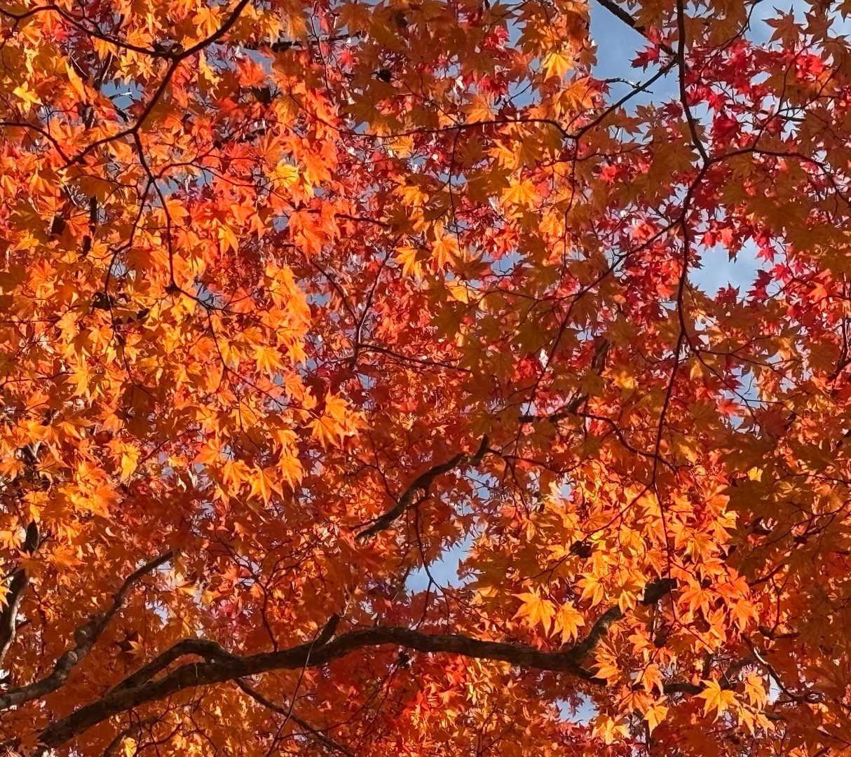 🤩