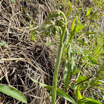 YAMAPルートをなぞって歩くとたくさんのわらびがある。結構足場が悪いけど