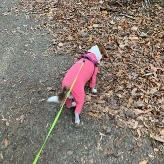 ワン公は楽しすぎてじっとできません