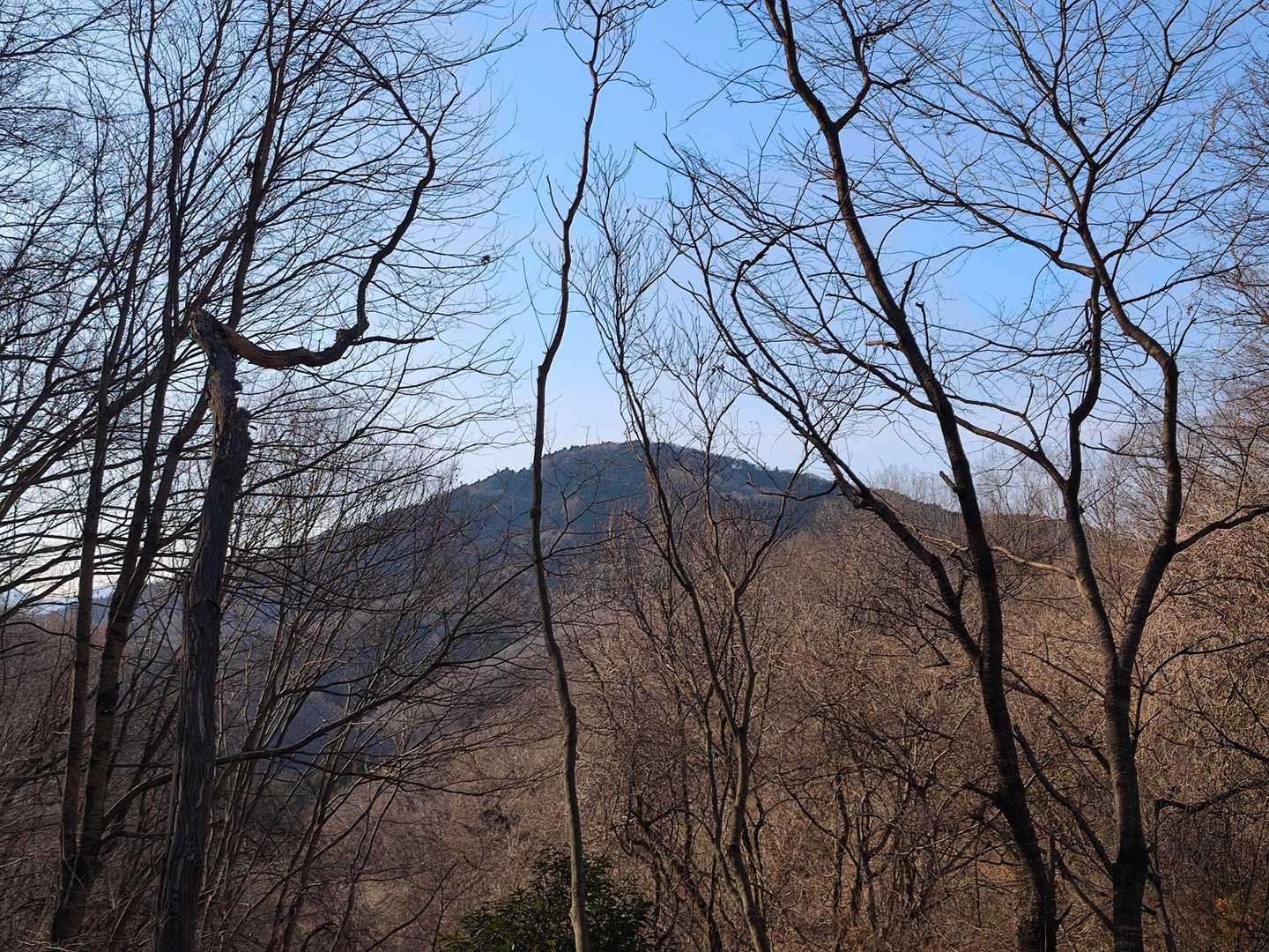 登山道から宝登山