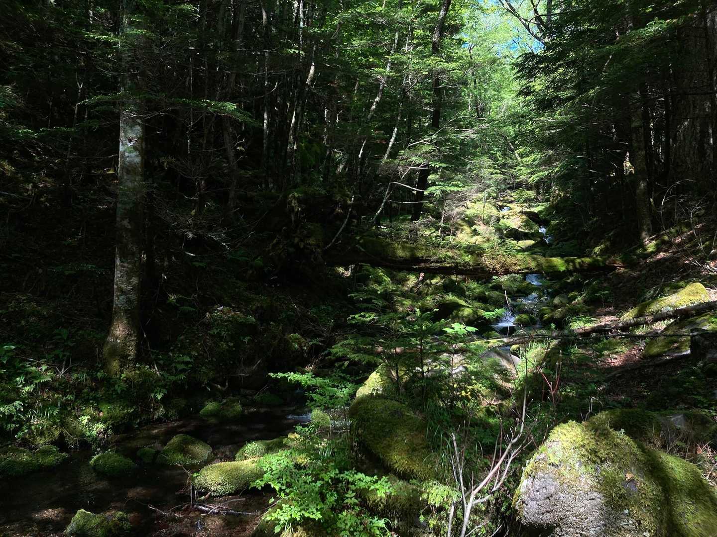 途中の川はコケが繁茂して
とても気持ち良かった。
