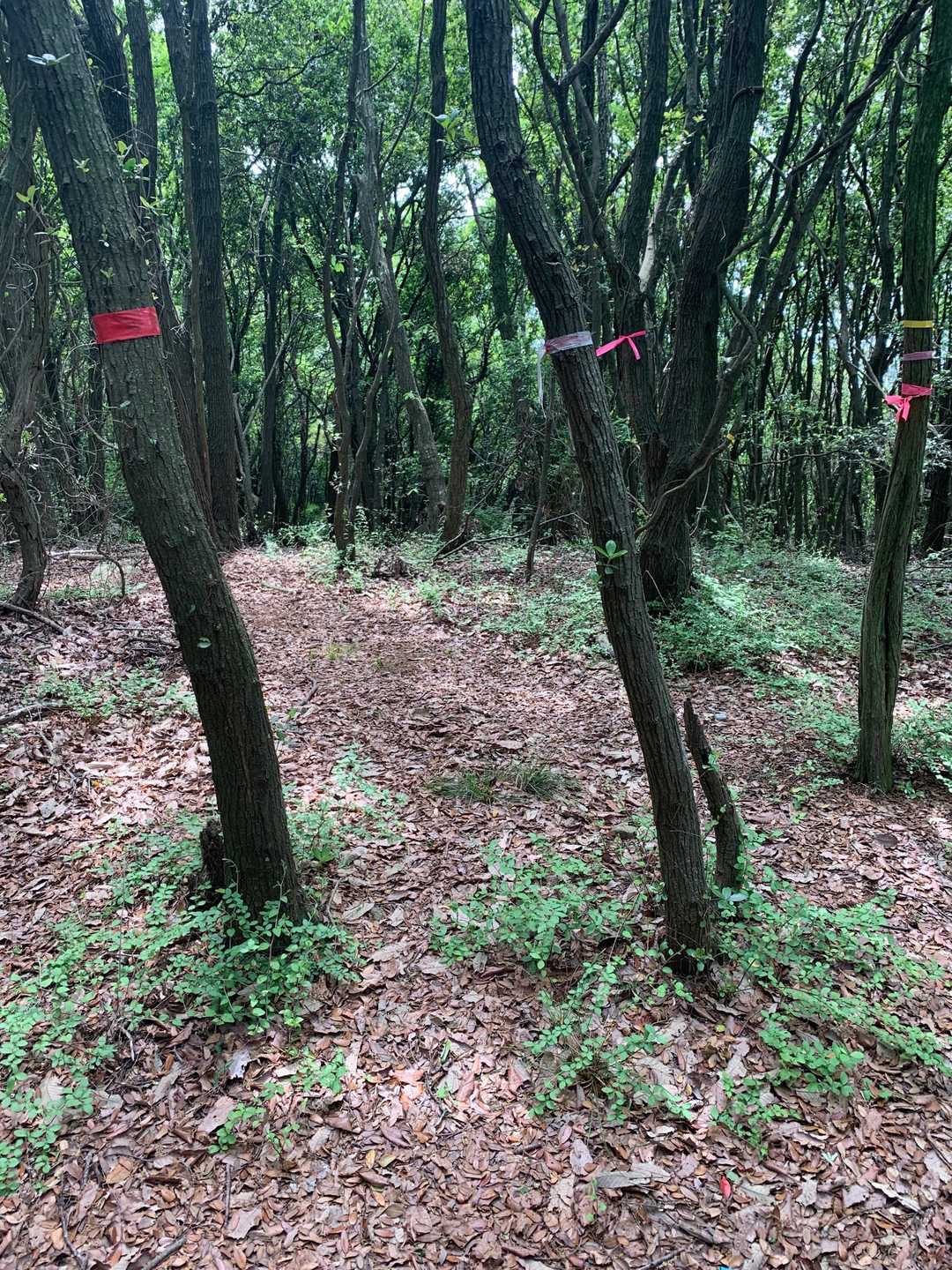 テープないとすぐ遭難する道