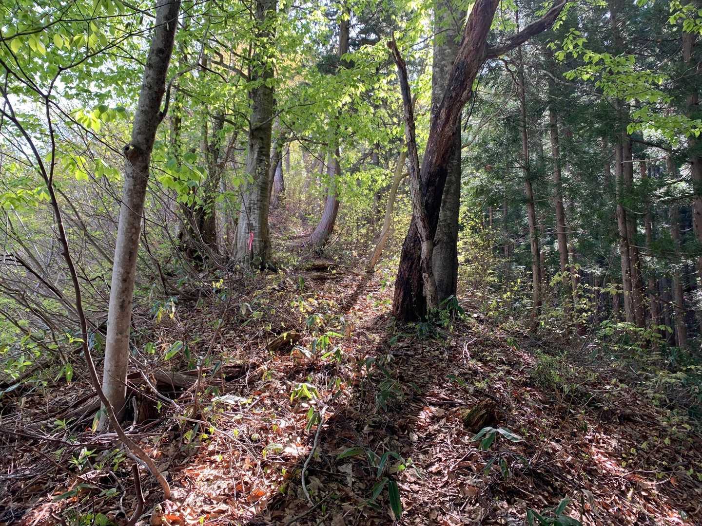 登山道らしくなってきた。