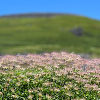ええ花！