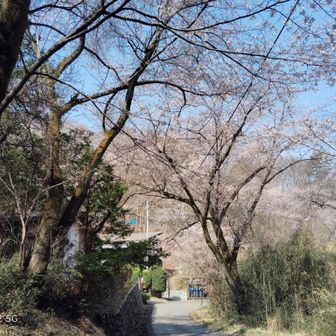 西高山手前から道無き道を降りショートカット