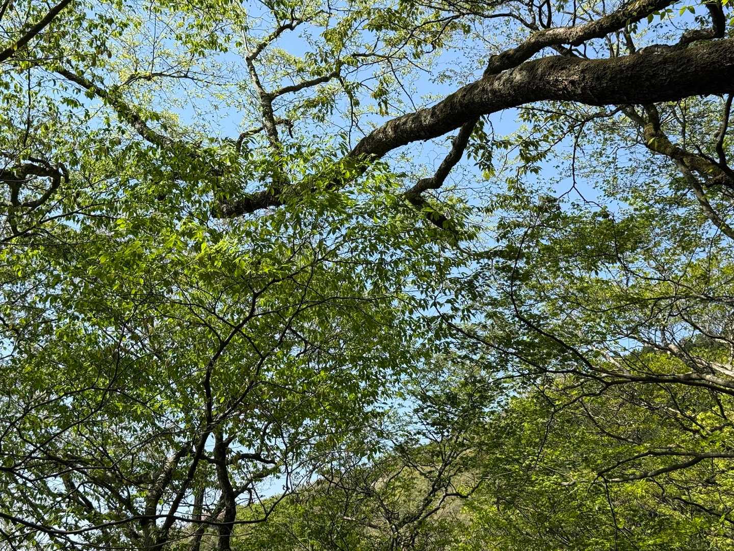 気持ちの良いゆっくりとした山行でした