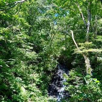 布敷の滝
涼しくなったー🙌
今日も暑いよ🥵
滝を過ぎたら🪨ゾーン
ロックガーデン位大きかったらちょっと楽しいけれど、そこまでがつらい😓