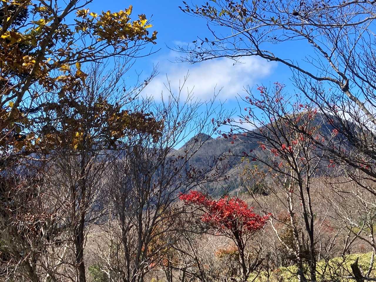 🍁