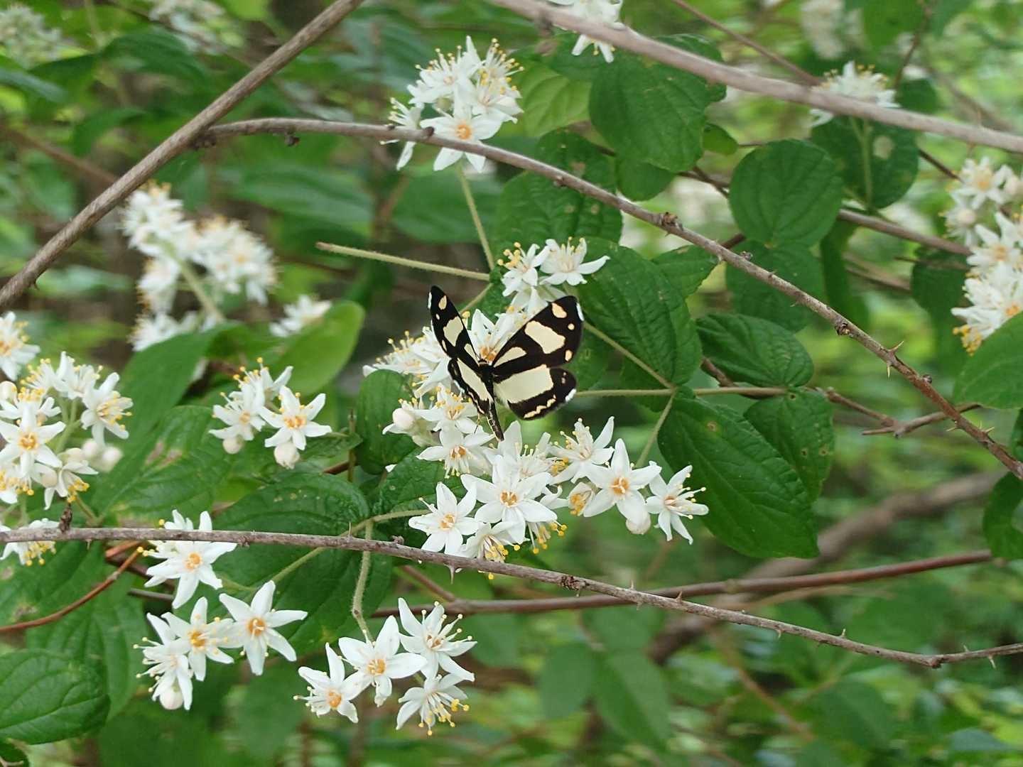チョウも喜んでいる気がする🦋