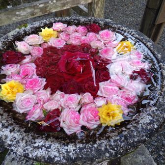 表面は薄く氷が張っていました😳