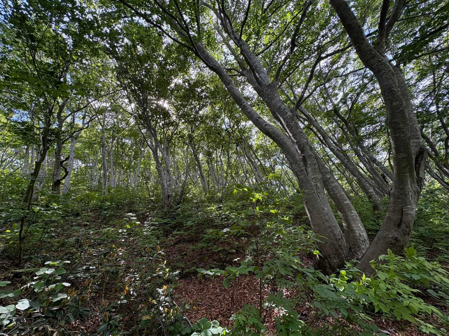 松平山登山口-山葵山-松平山-大荒川山-五頭山-赤安山-赤 縦走コースの写真