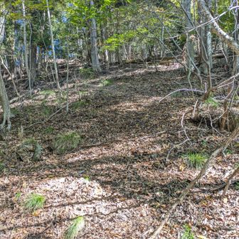 登山口から上を見上げて