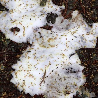 「白い雪にもみ殻？」と近寄ったら、スギ花粉で雪が黄色くなってました