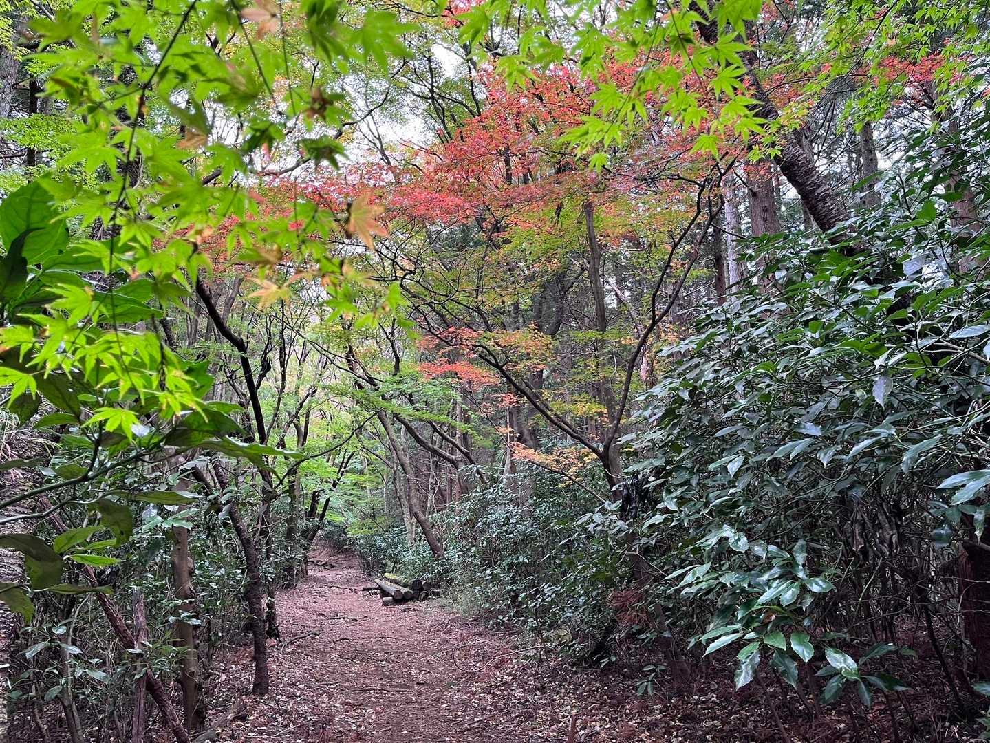 今度は紅葉樹のトンネル
気持ちの良い道です
少し雨が降ってきましたがしばらく歩くと止みました