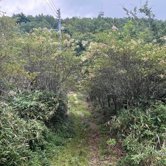 ノリウツギのトンネル