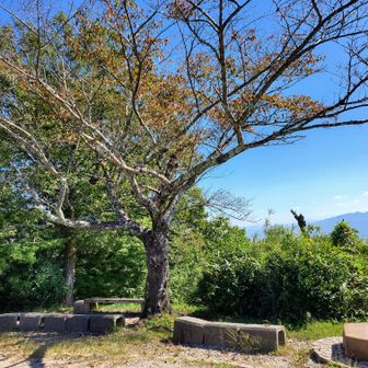 桜は紅葉しています