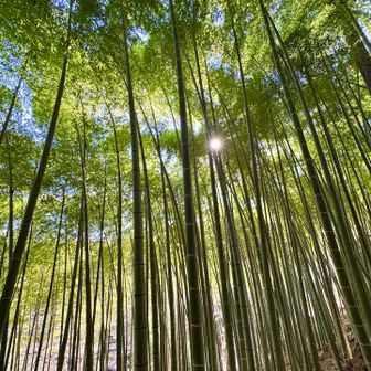 見事な竹林です🎋
