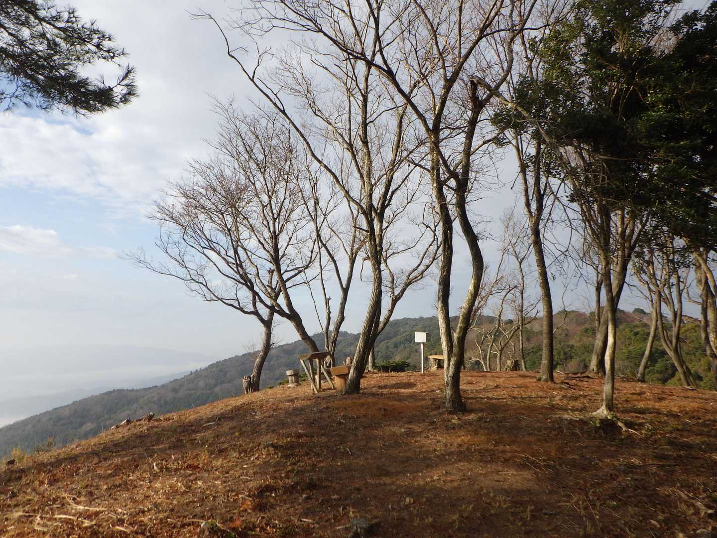 408Pの伐採地点