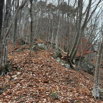 山頂からの下りを振り返る、激下りは落ち葉🍂で危険だった