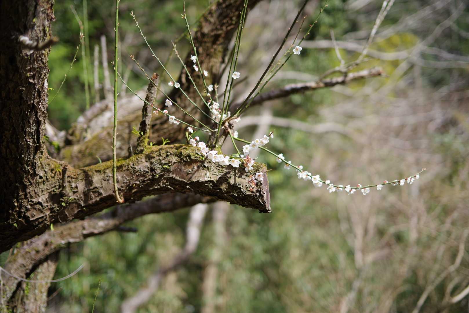 ここにも可愛らしい桜