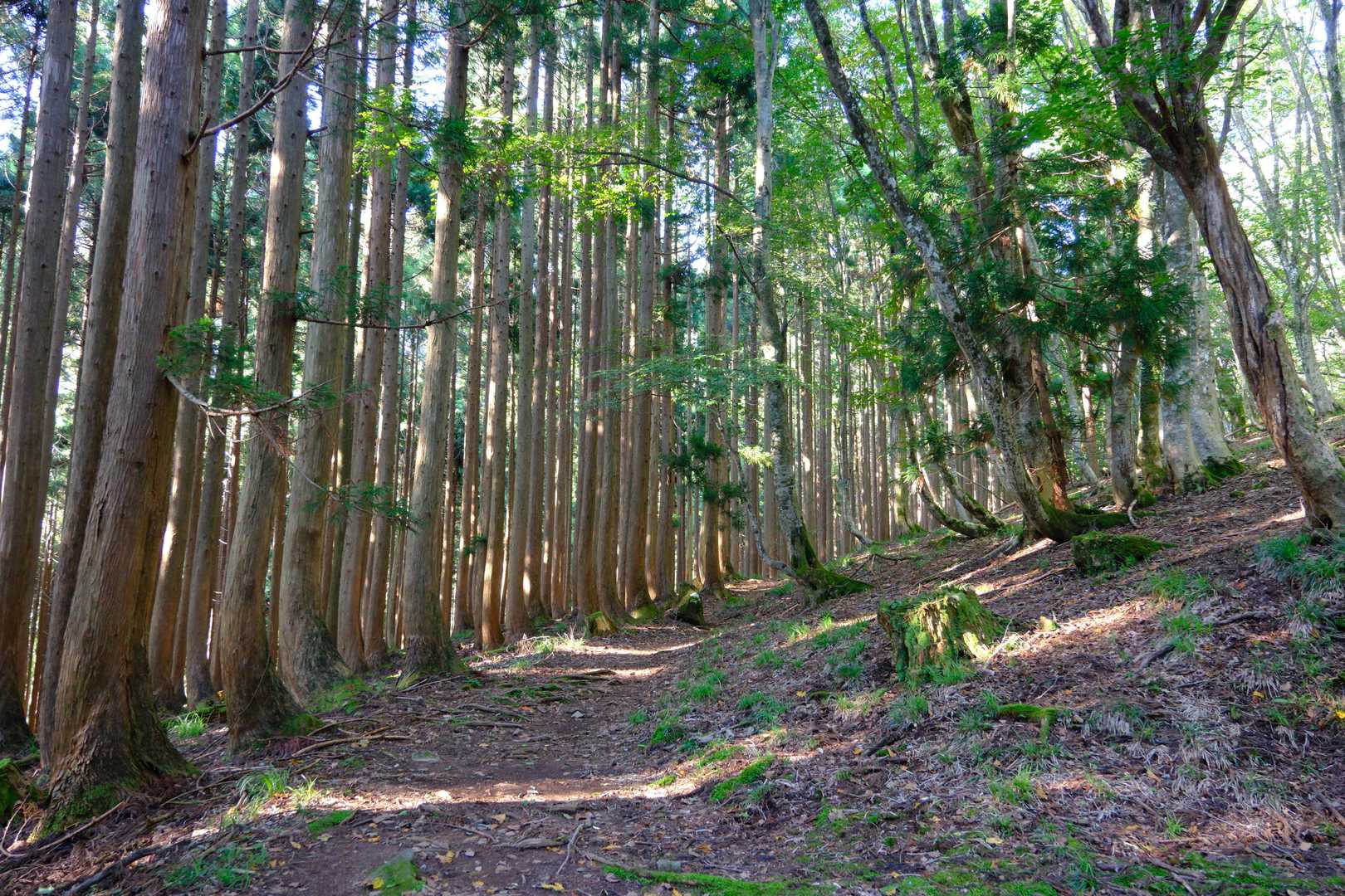 氷ノ山登山口-地蔵堂-小代越-ハチ高原バス停 縦走コースの写真