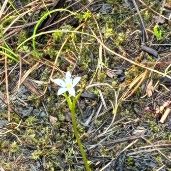 一輪ぽつん。ハナニラ？