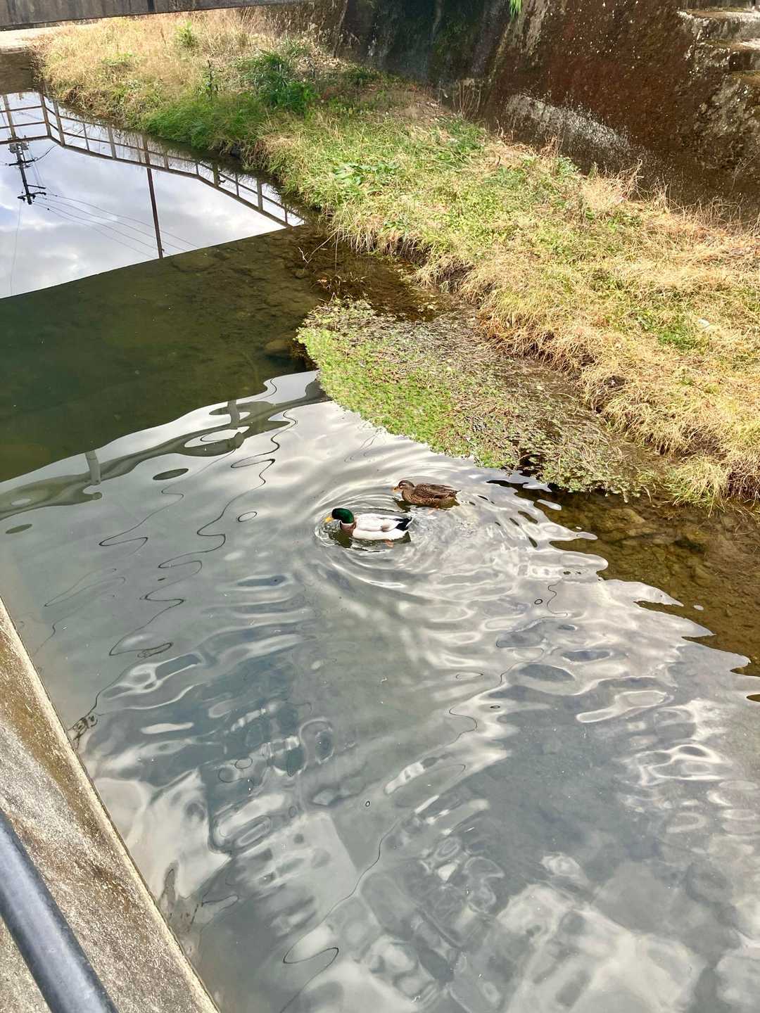 仲良さそうですねー🦆
