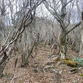 ここから岩場多めとなります