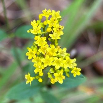 オミナエシ…🌼