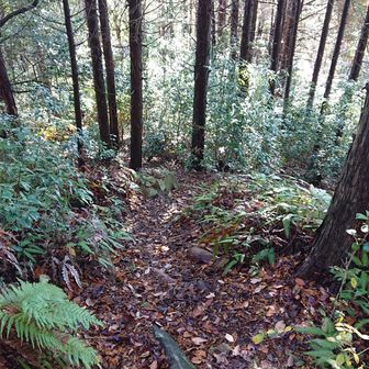 一旦激下りを歩いて
武田道登山口方面へ
