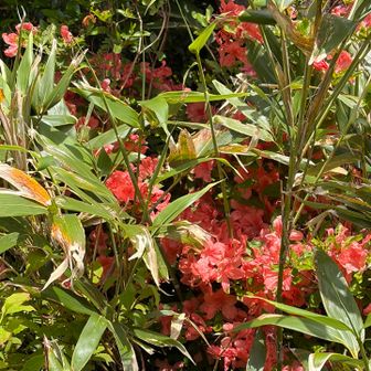 白い花ばかりを見ていたのでヤマツツジのオレンジが鮮やか🧡