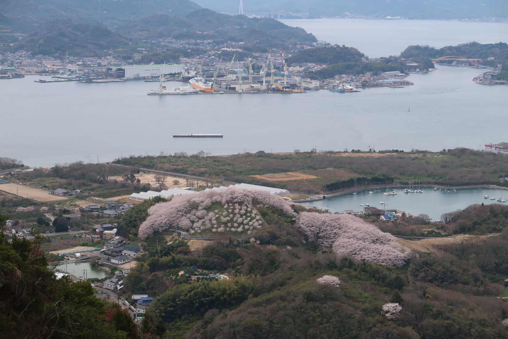 桜の山だぁ❤️