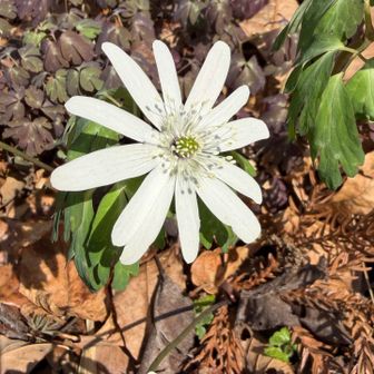 上板橋の駐車場🅿️を目指していると
板橋将監の塔
覗いてみると…
可愛いお花が咲いてました♡