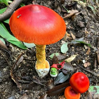 また🍄