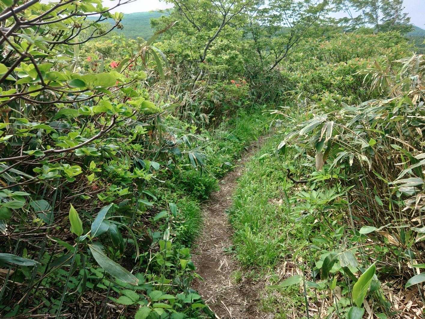 笹谷峠-雁戸山 往復コースの写真