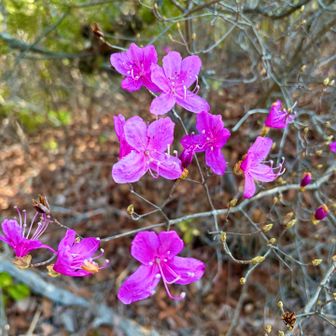 コバノミツバツツジ？🤔