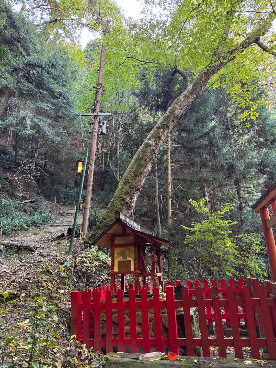 祠と鳥居⛩️
そして立派な木が生えています。
それらの木の植生を見て近くに水脈があると案内人は言われます💁
そういった見方がすごいです👍