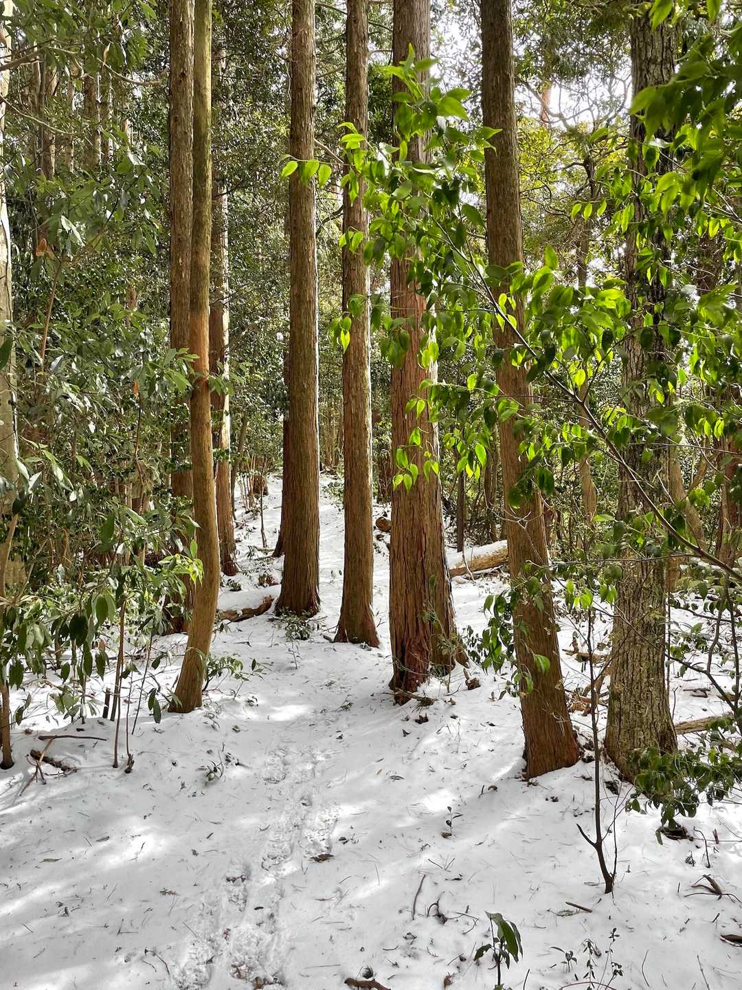 荒平山登山口-荒平山-油山 往復コースの写真