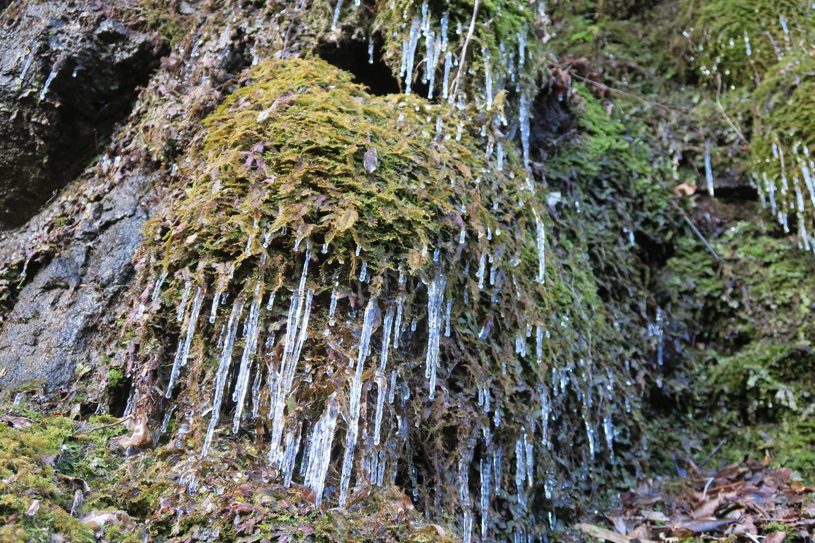 プチつらら🥶