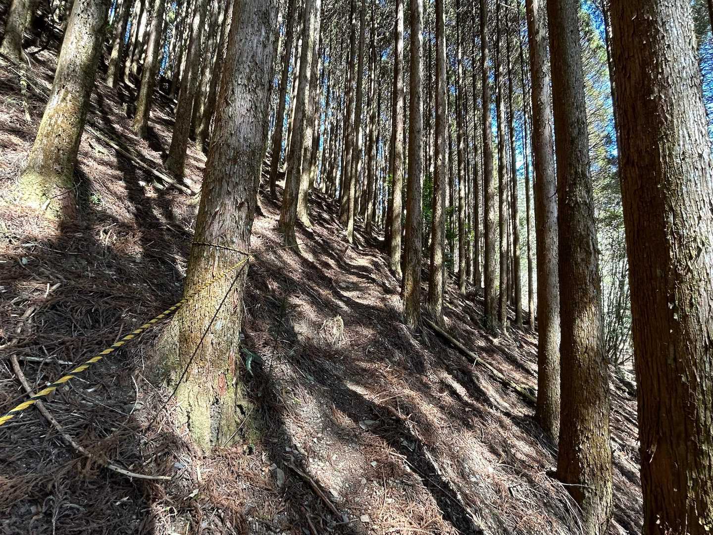渡渉を終えるやいなや植林帯の急登
トラロープを道しるべに九十九折りでグイグイ登ってゆく。大障子岩の出だしの急登を思い出した