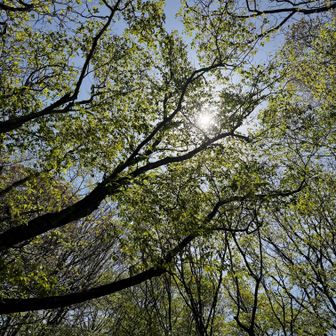 この山の周囲は広葉樹が多く木々が美しい