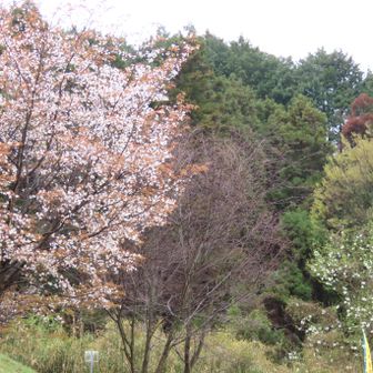 仁丹登山口の山桜
