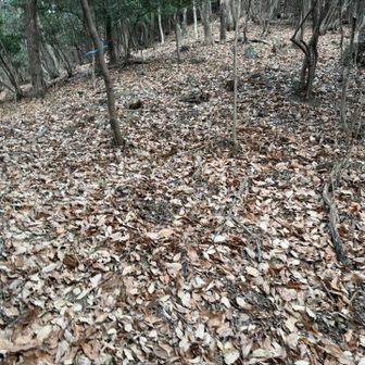 全般通してとにかく落ち葉多いです