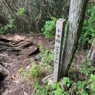 小天狗パラダイス？なんか面白そうな予感（笑）
