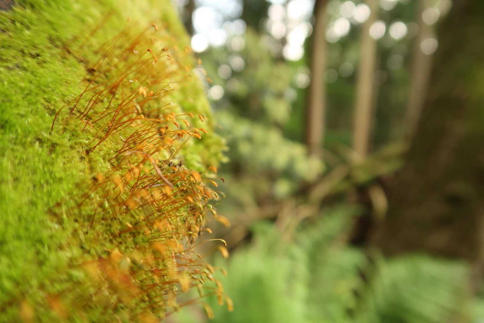 苔も良さげ
