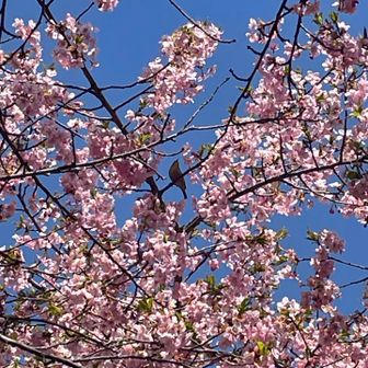 小さい！！私の携帯ではこれが限界😵